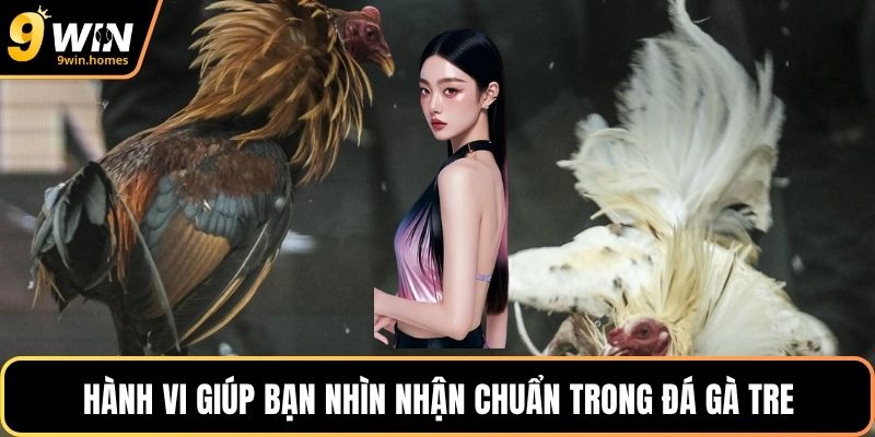 Hành vi giúp bạn nhìn nhận chuẩn trong đá gà tre